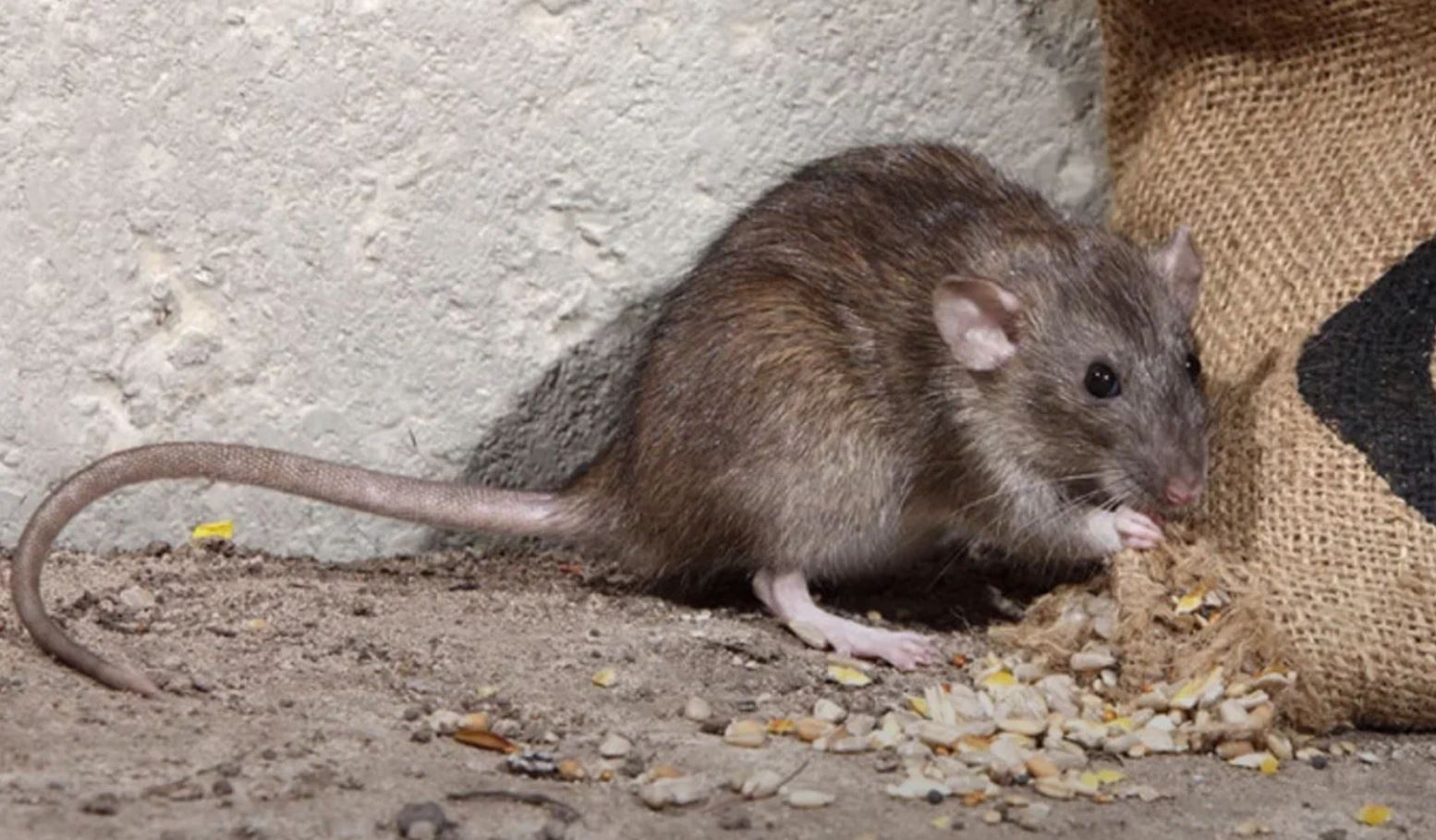 фото: Профессиональная дератизация в районе Москвы Братеево: <br/>+7-909-173-42-96