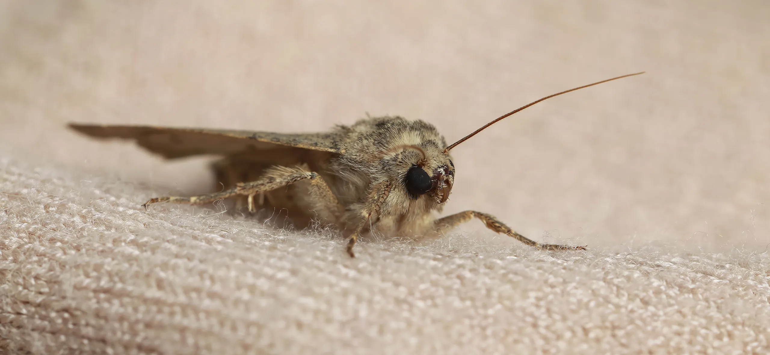 фото: Профессиональная обработка от моли в районе Москвы Братеево: <br/>+7-909-173-42-96